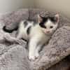 Tom (en cours d'adoption)