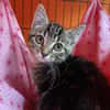 TRINITE