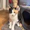 Louise (en cours d'adoption)