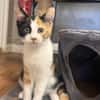 Louise (en cours d'adoption)