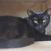 Nina PAB27444