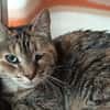 MIBOUX C