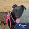 Raegan