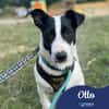 Otto
