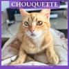CHOUQUETTE