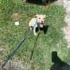 BILLINE