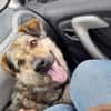 Soziale Hundeoma KATE sucht ♥
