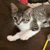 Darcy sucht ein liebevolles Zuhause