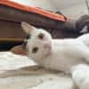 Unsere zarte Katzenseele Donna