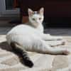 Unsere zarte Katzenseele Donna
