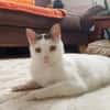 Unsere zarte Katzenseele Donna