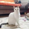 Unsere zarte Katzenseele Donna