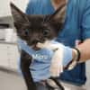 Micro - kleiner Kämpfer sucht Zuhause