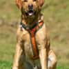 MR. SAM - bildhübscher Labrador-Bub