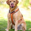 MR. SAM - bildhübscher Labrador-Bub