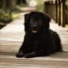Neo sucht dringend eine Familie