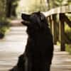 Neo sucht dringend eine Familie