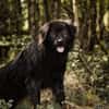 Neo sucht dringend eine Familie