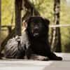 Neo sucht dringend eine Familie