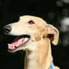Timón - charmanter Galgo sucht dich
