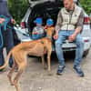 Timón - charmanter Galgo sucht dich