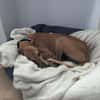 Timón - charmanter Galgo sucht dich