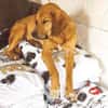 ❤ wundervoller Familienhund ZUCO ❤