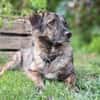 LUCY - süße Hundeschnute sucht Zuhause