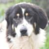 Peppe sucht eine liebe + aktive Familie