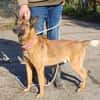 Malinois-Mix ROCKY wartet in 07806 Weira