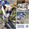 KARLOTTA -sucht erfahrene Menschen-