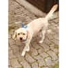 Sunny - wartet in 35619 Braunfels
