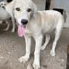 Limja, geb. ca. 04/2022, 35102 Lohra