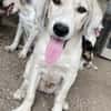 Limja, geb. ca. 04/2022, 35102 Lohra