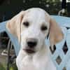 Lila, geb. ca. 03/2025, 58739 Wickede