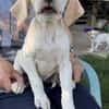 Lila, geb. ca. 03/2025, 58739 Wickede