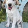 Lila, geb. ca. 03/2025, 58739 Wickede
