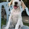 Lila, geb. ca. 03/2025, 58739 Wickede