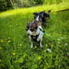 ♥♥Maya sucht ein Zuhause♥♥