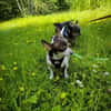 ♥♥Maya sucht ein Zuhause♥♥