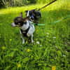 ♥♥Maya sucht ein Zuhause♥♥