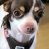 ♥♥Maya sucht ein Zuhause♥♥