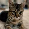 Rancho, behutsames Katerchen,1J in 83064