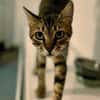 Rancho, behutsames Katerchen,1J in 83064