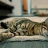 Rancho, behutsames Katerchen,1J in 83064