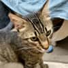 Rancho, behutsames Katerchen,1J in 83064