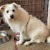 Kleine POPPY sucht Sicherheit und Liebe