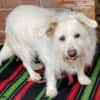 Kleine POPPY sucht Sicherheit und Liebe