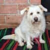 Kleine POPPY sucht Sicherheit und Liebe