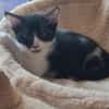 Altai [Chaton]